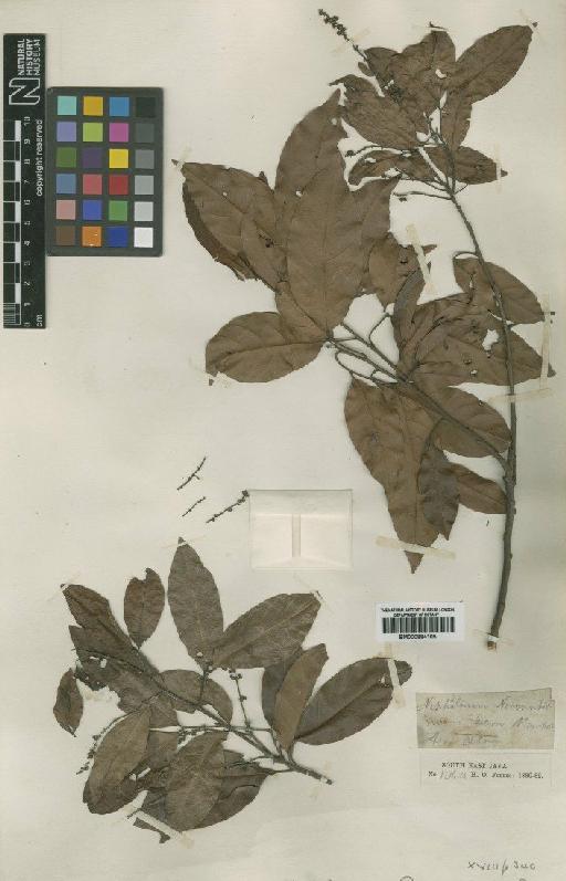 Xerospermum noronhianum Blume - BM000884105