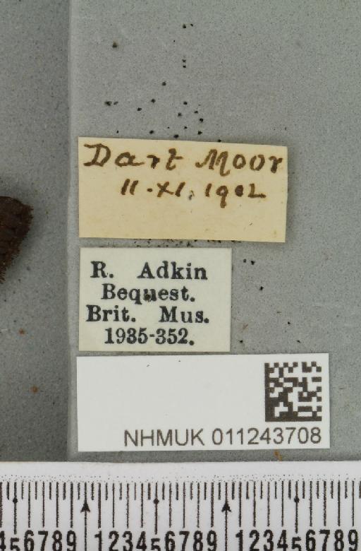 Aporophyla nigra (Haworth, 1809) - NHMUK_011243708_label_644834