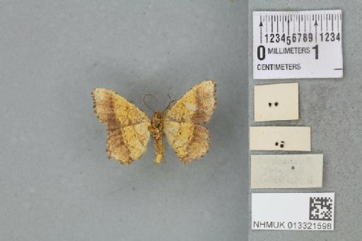 Chiasmia bornusaria (Holloway, 1994) - 013321598_additional