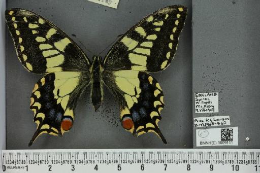 Papilio machaon britannicus Seitz, 1907 - BMNHE_1089151_63928