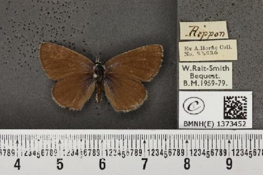 Cyaniris semiargus semiargus (Rottemburg, 1775) - BMNHE_1373452_167458