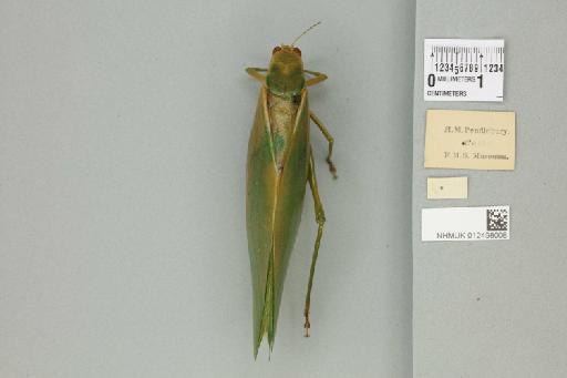 Stibaroptera major Karny, 1923 - 012498008_reverse_1