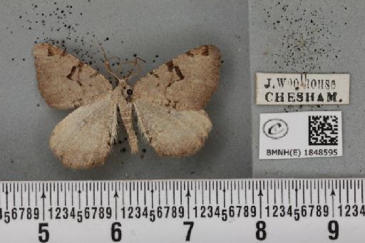 Macaria wauaria (Linnaeus, 1758) - BMNHE_1848595_422190