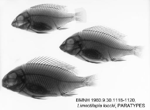 Limnotilapia loocki Poll, 1949 - BMNH 1960.9.30.1118-1120, PARATYPES, Limnotilapia loocki Radiograph