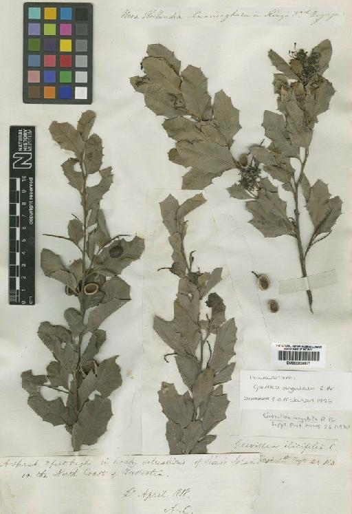 Grevillea angulata R.Br. - BM000839517 (2)