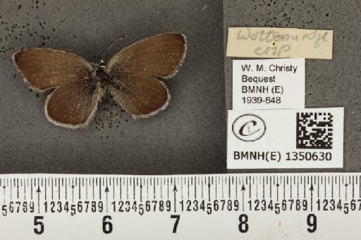 Cupido minimus (Fuessly, 1775) - BMNHE_1350630_151921