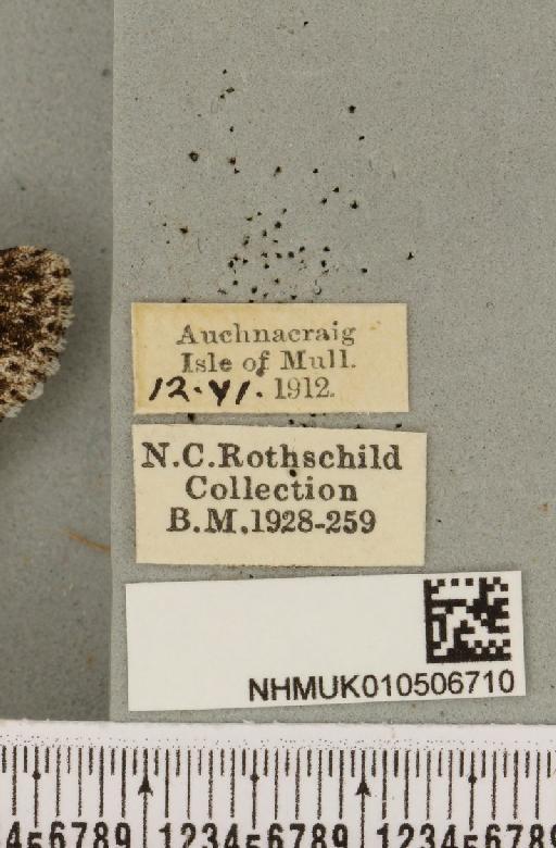 Acronicta rumicis (Linnaeus, 1758) - NHMUK_010506710_label_564348