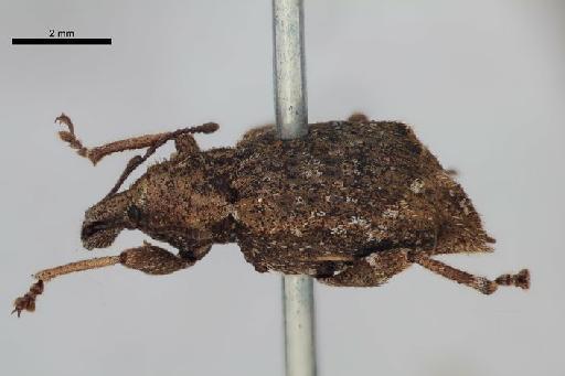 Inophloeus albonotatus (Broun, 1893) - Inophloeus_albonotatus_Broun_1893-BMNH1237392-holotype_habitus_oblique-1p25x