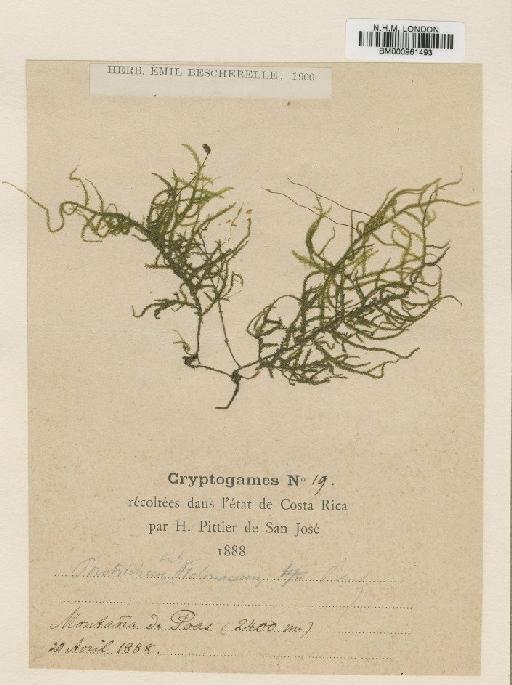 Porotrichodendron substolonaceum (Besch.) Broth. - BM000961493