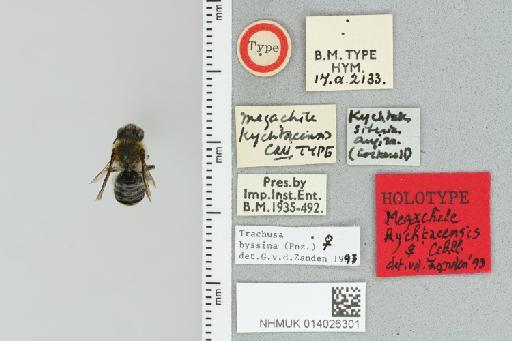 Megachile kychtacensis Cockerell, 1928 - 014026301_837910_1653026-