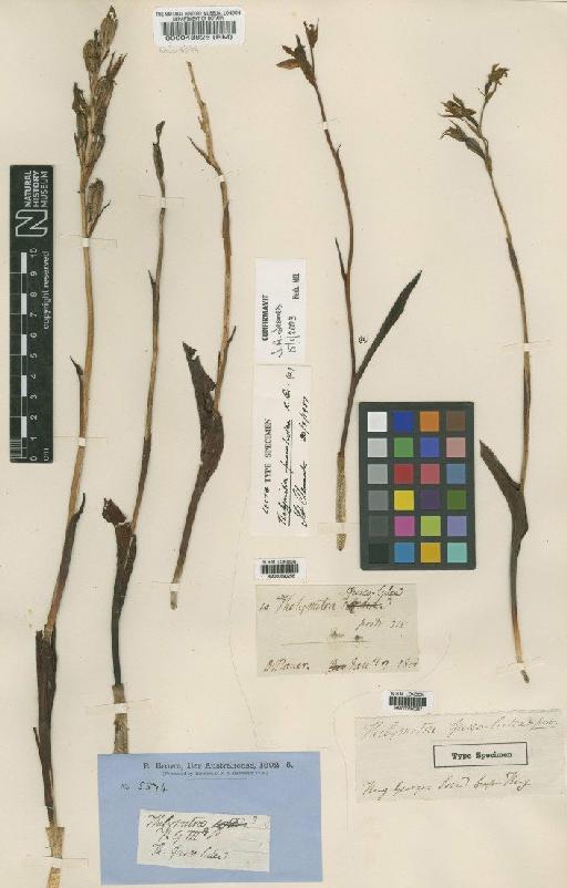 Thelymitra fuscolutea R.Br. - BM000690258