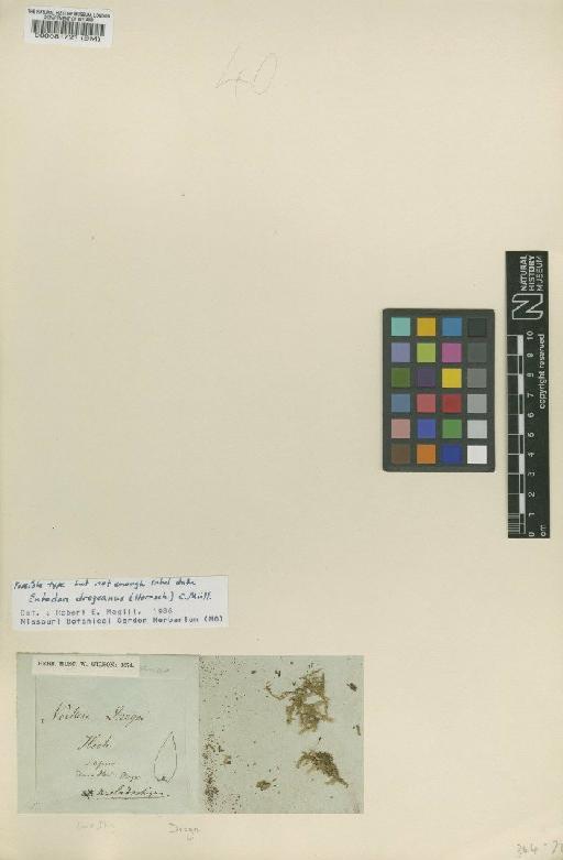 Entodon dregeanus (Hornsch.) Müll.Hal. - BM000081721
