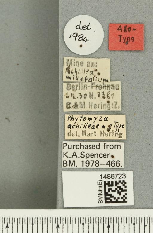 Phytomyza achilleae Hering, 1932 - BMNHE_1486723_a_label_52978