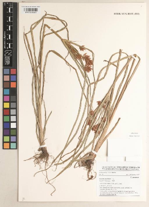 Cyperus esculentus L. - 013848691