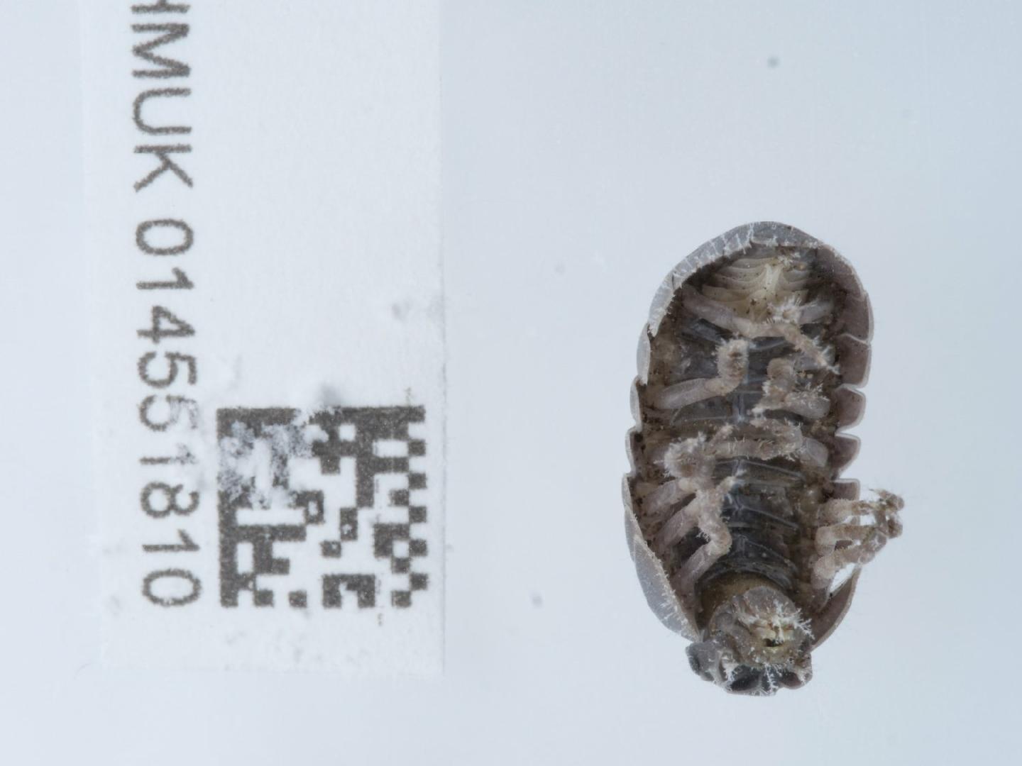 To NHMUK collection (Armadillidium vulgare (Latreille, 1804); NON-TYPE; NHMUK:ecatalogue:9528631)