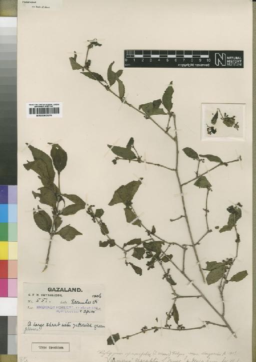Rytigynia sparsiflora (Moore) Robyns - BM000903276