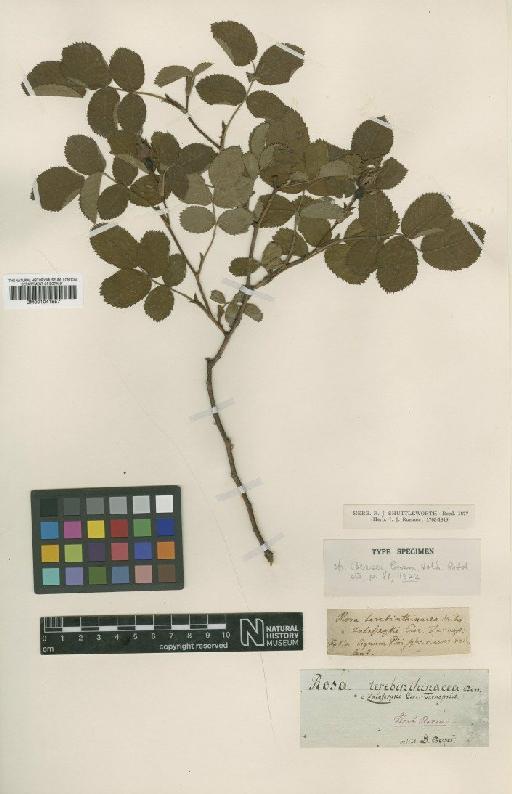 Rosa terebinthacea Besser ex Spreng. - BM001041857