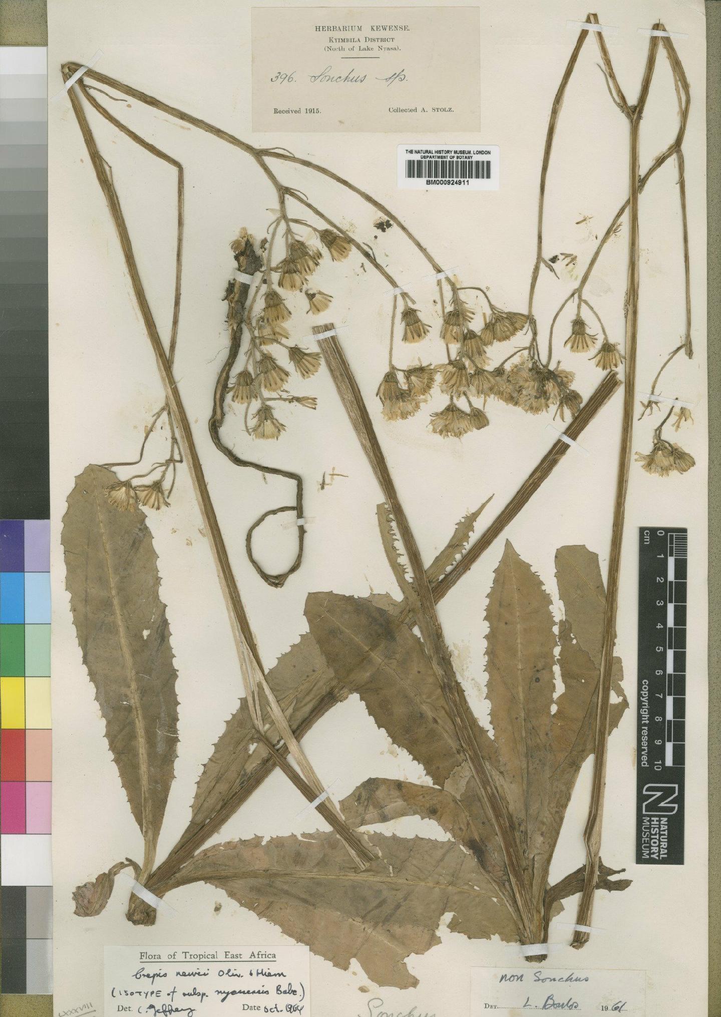 To NHMUK collection (Crepis newii Oliv. & Hiern; Isotype; NHMUK:ecatalogue:4553783)