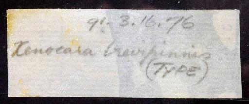 Xenocara brevipinnis Regan, 1904 - 1891.3.16.76; Xenocara brevipinnis; image of jar label; ACSI project image
