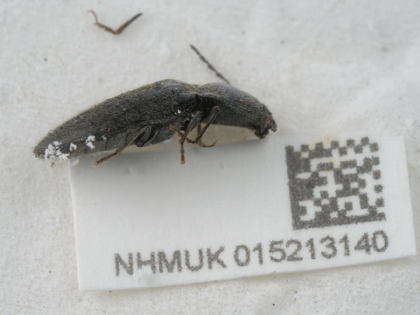 Hemicrepidius hirtus thumbnail