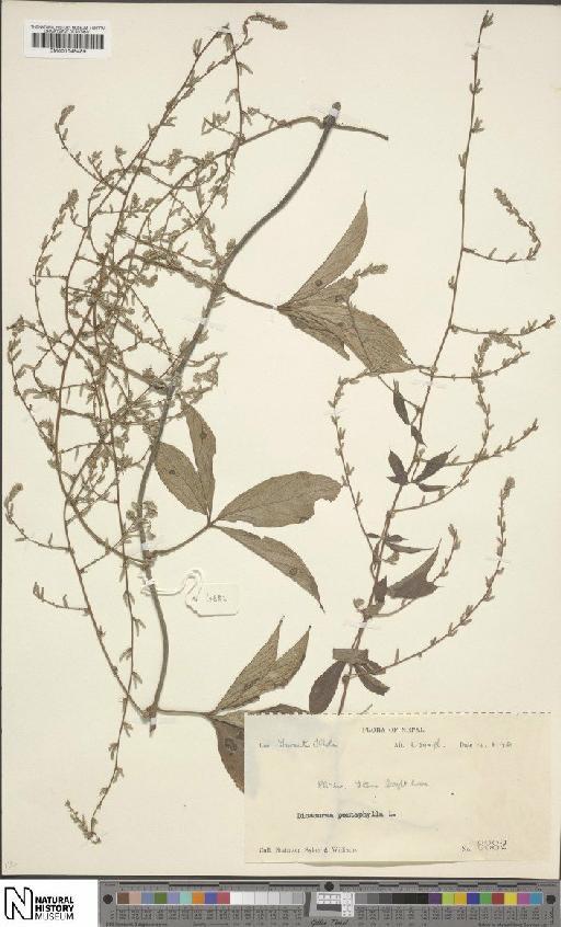 Dioscorea pentaphylla L. - BM001049489