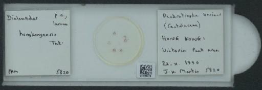 Dialeurodes honkongensis Takahashi, 1941 - 010165015_117715_1092019
