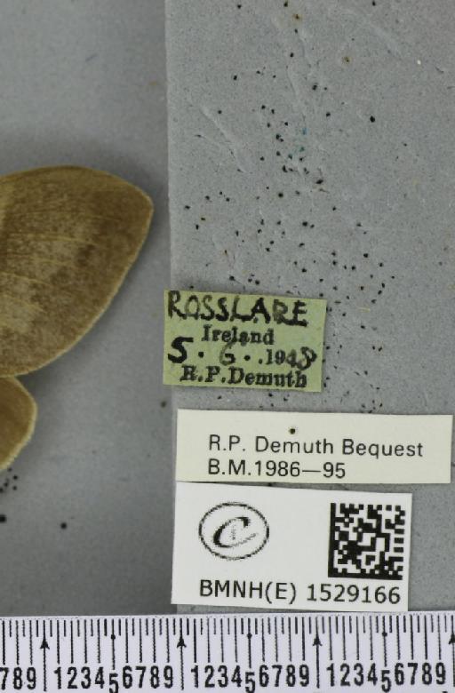 Macrothylacia rubi (Linnaeus, 1758) - BMNHE_1529166_label_196661
