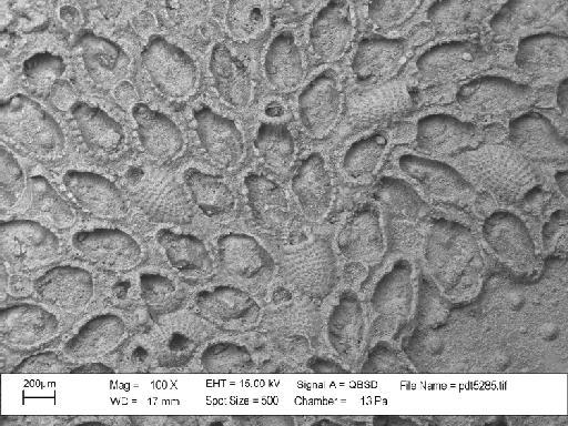 Anornithopora involucris Lang, 1916 - PI D 28111 - Anornithopoda involucris