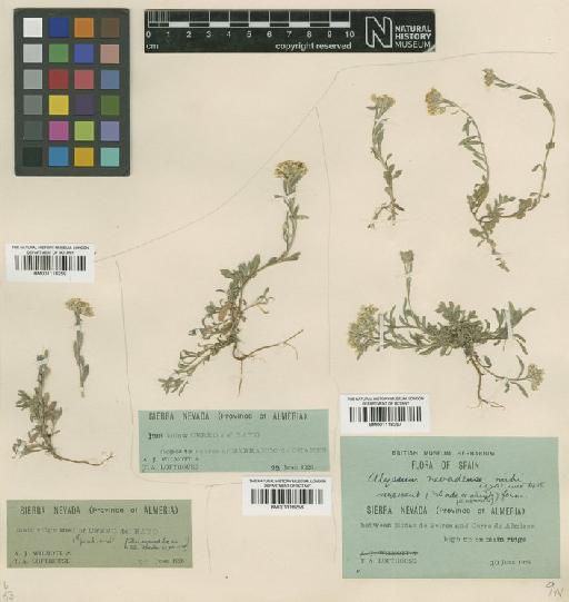 Alyssum montanum subsp. montanum - BM001118257