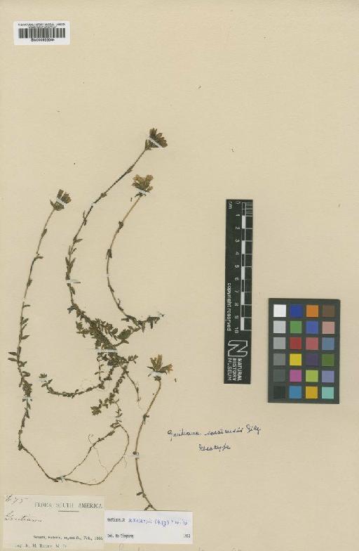 Gentianella soratensis (Gilg) T.N.Ho - BM000953044