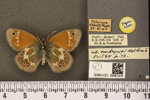 Coenonympha tullia davus ab. cockaynei Hopkins, 1955 - BMNHE_1096508_7404