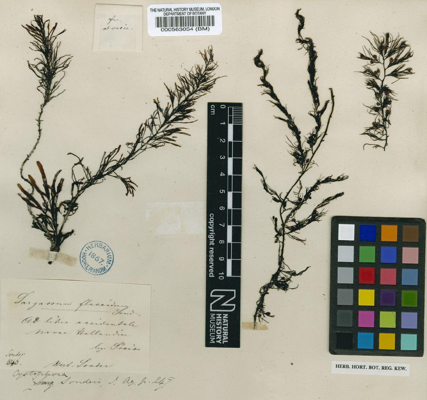 To NHMUK collection (Phyllotricha sonderi (J.Agardh) Aresch.; TYPE; NHMUK:ecatalogue:4722176)