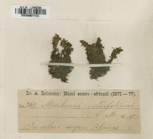 Atrichum nudifolium Müll.Hal. - BM000871120