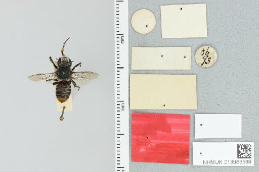 Lithurgus rubricatus Smith, F., 1853 - 013983539_additional