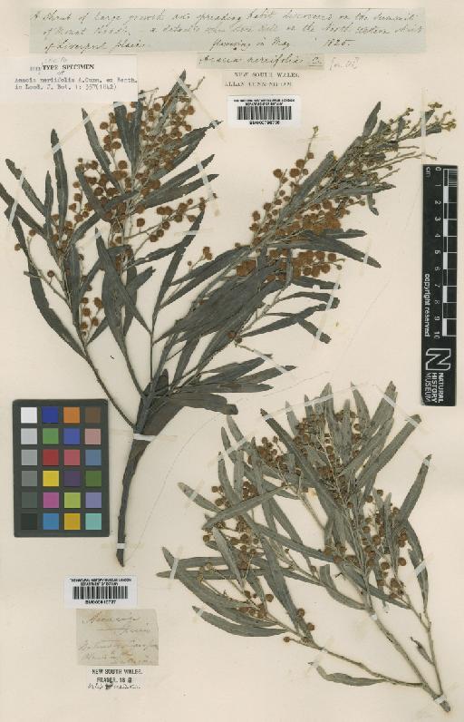 Acacia neriifolia A.Cunn. ex Benth. - BM000810727