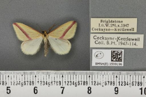 Rhodometra sacraria (Linnaeus, 1767) - BMNHE_1599196_299579