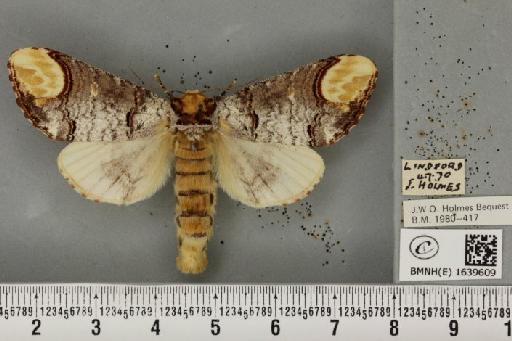 Phalera bucephala bucephala (Linnaeus, 1758) - BMNHE_1639609_208763