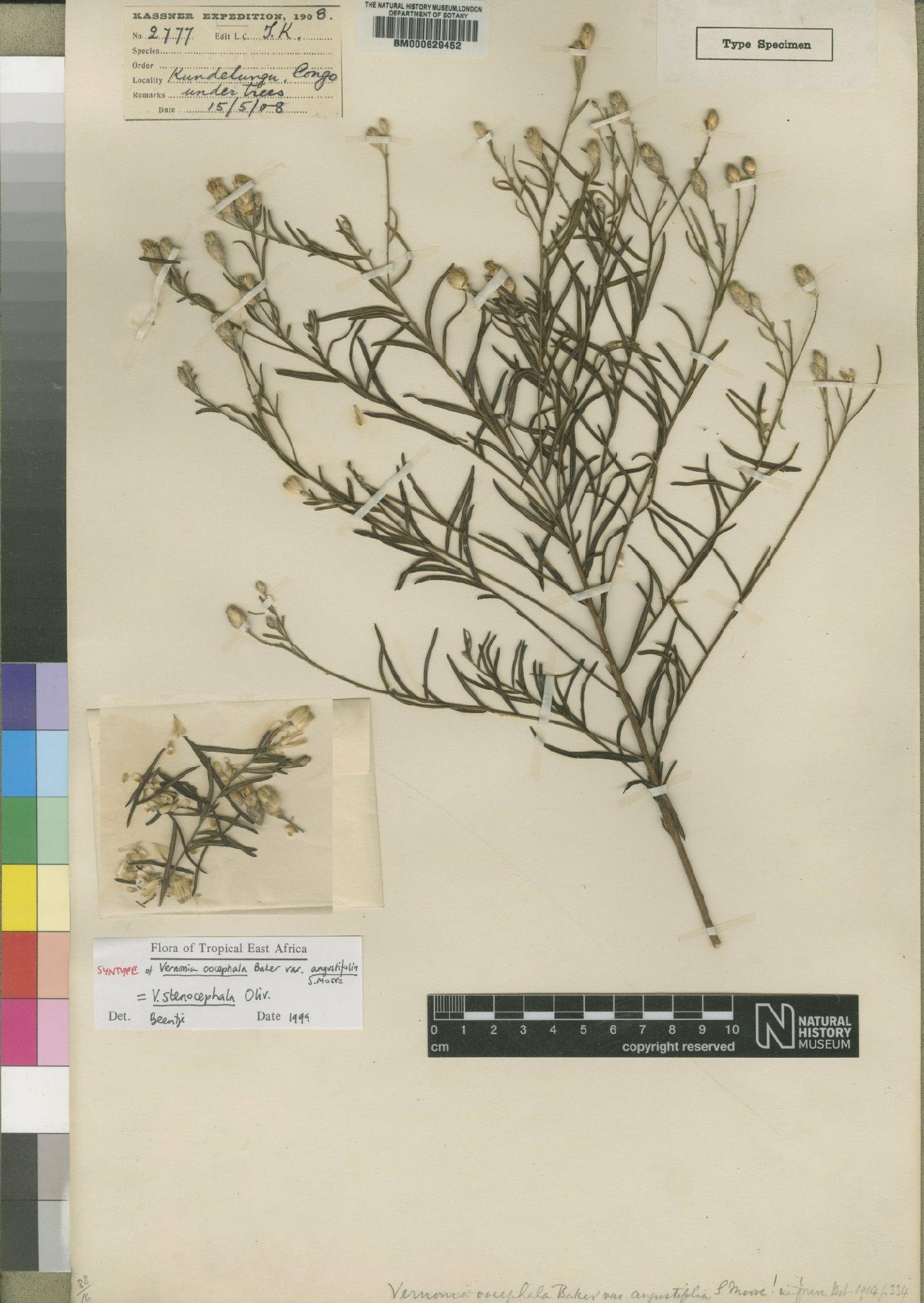 To NHMUK collection (Vernonia stenocephala Oliv.; Syntype; NHMUK:ecatalogue:4528606)