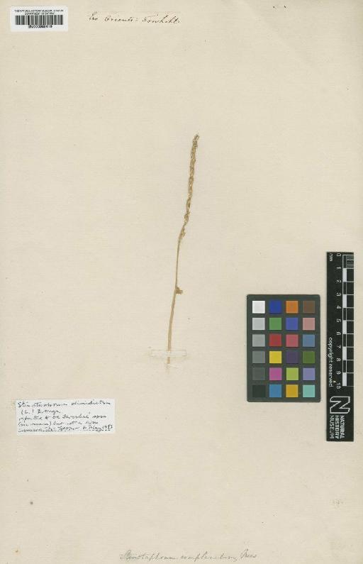 Stenotaphrum dimidiatum (L.) Brongn. - BM000959619