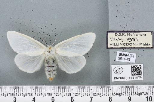 Leucoma salicis (Linnaeus, 1758) - BMNHE_1561579_251213