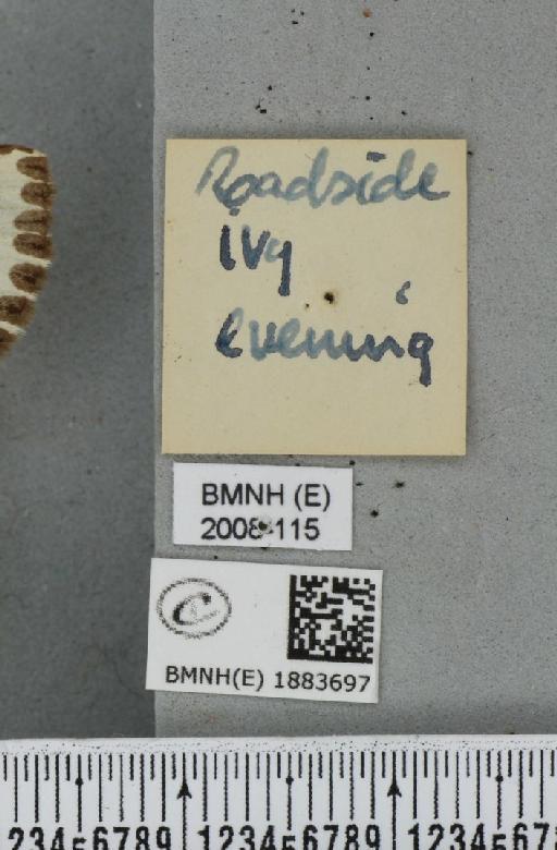 Abraxas grossulariata (Linnaeus, 1758) - BMNHE_1883697_a_label_439481