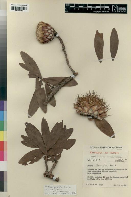 Protea gaguedi J.F.Gmel. - BM000910713