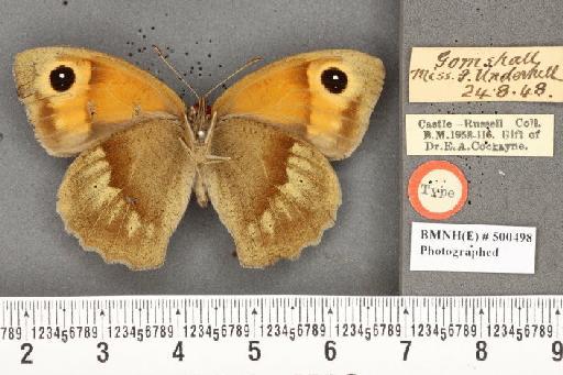 Maniola jurtina insularis ab. postaurolancea Leeds, 1950 - BMNHE_500498_39931