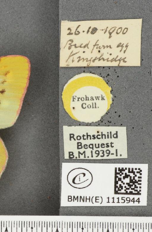 Colias croceus f. helice Hübner, 1779 - BMNHE_1115944_label_72659