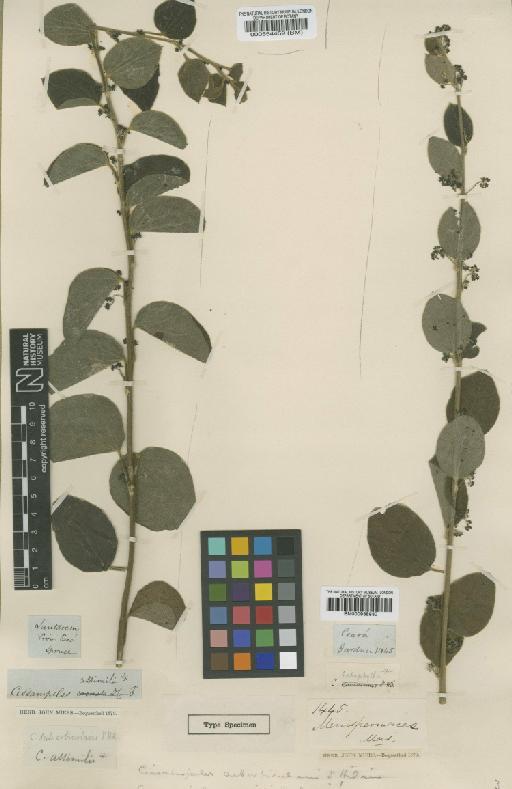 Cissampelos ovalifolia DC. - BM000554459