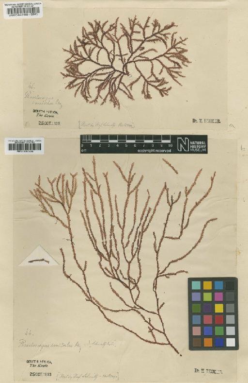 Phacelocarpus tortuosus Endl. & Diesing - BM001067434