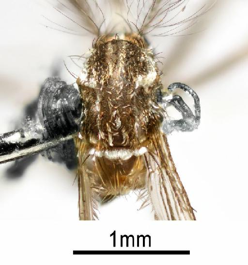 Aedes (Stegomyia) aegypti (Linnaeus, 1762) - NHMUK010264307 Aedes aegypti - dorsal male