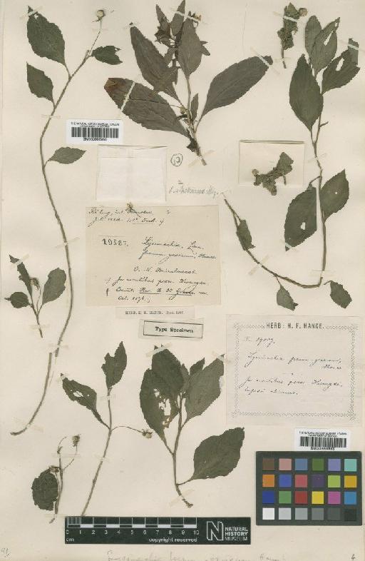 Lysimachia foenum-graecum Hance - BM000996965