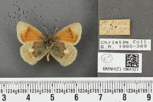 Coenonympha pamphilus ab. obliquajuncta Leeds, 1950 - BMNHE_1064327_25504
