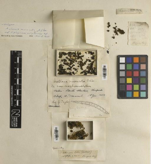 Arctomia muscicola A.L.Sm. - BM001107268
